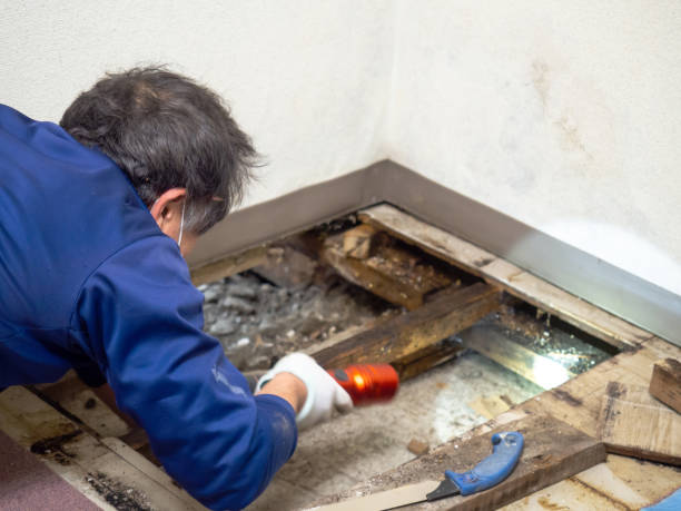 Best Certified Mold Removal  in Walters, OK