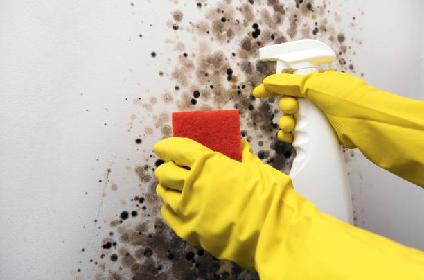 Best Mold Testing  in Walters, OK